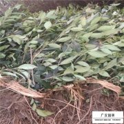 日本女貞